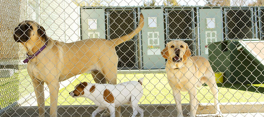 How to Support Local Dog Rescues and Shelters: A Comprehensive Guide